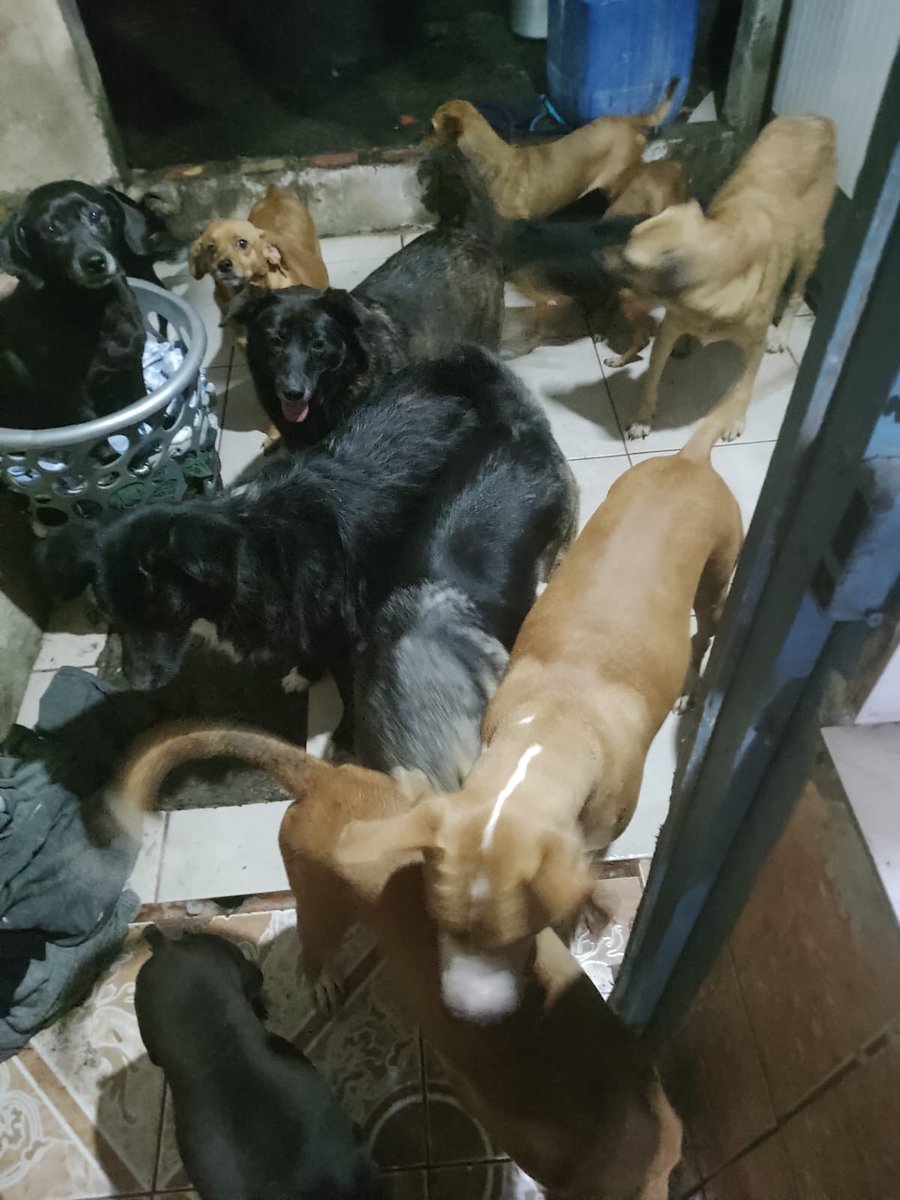 Mientras tanto, ASÍ está una casa cuna, con más de 30 perros sacados de la calle que se comen 2 sacos de alimento al día, y nadie pregunta por ellos porque son adultos. Por más que pedimos ayuda, muchas veces es en vano y no recibimos NI UNA SOLA donación.