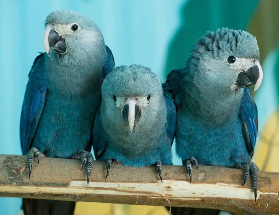 nah cause why tf was blu designed to resemble a hyacinth macaw (left) as opposed to a blue spix macaw (right) which he was specifically stated to be