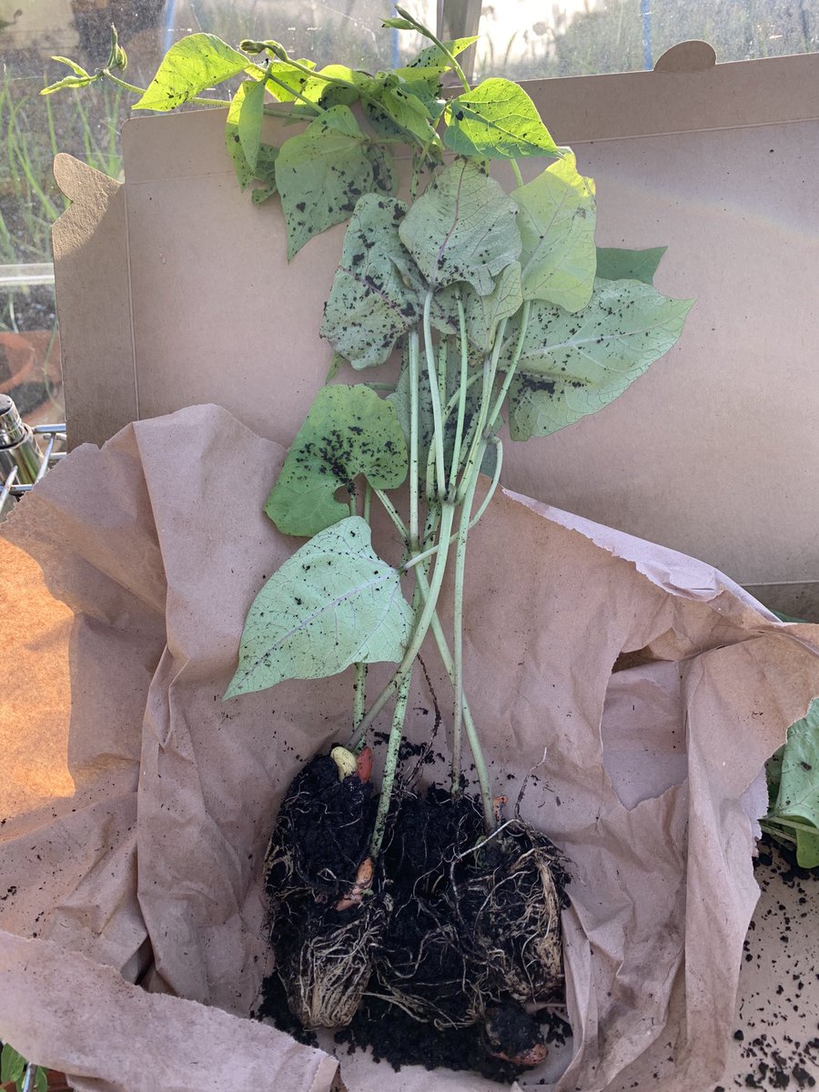 🌱Mark adams tweet media