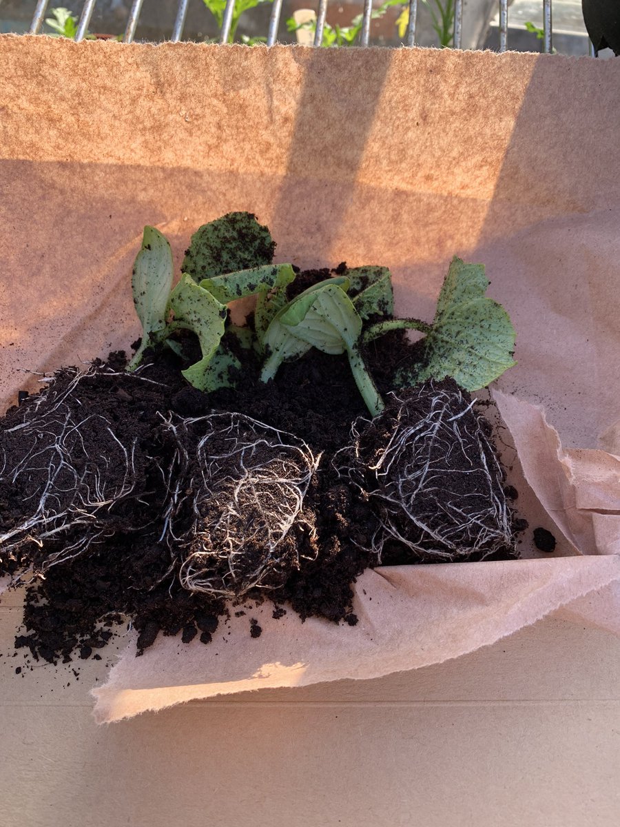 🌱Mark adams tweet media