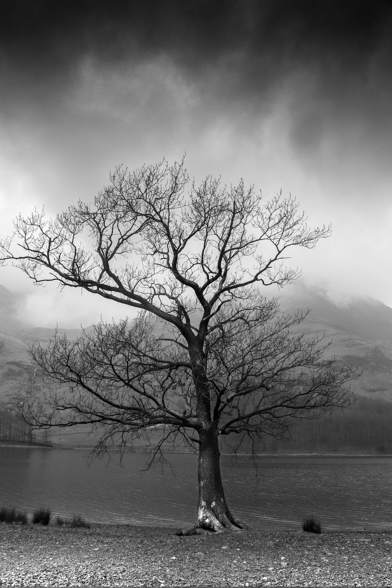 Beautiful Tree!

#trees #lake #nostalgia #memories #bw #bwphotography  #instablackandwhite #instadaily #blackandwhitephotography #bw_photooftheday #picoftheday #photooftheday