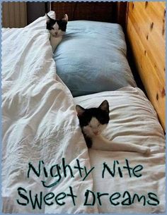 Good night Meows 😉❤🐈‍⬛💤💤