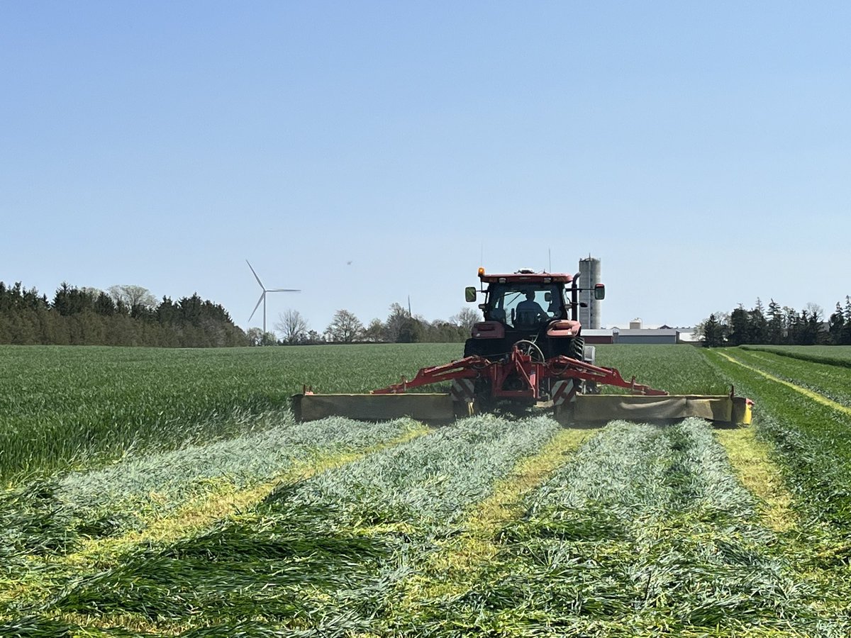 keithschweitzer's tweet photo. Just like that, #cowchow23 begins! #triticale #rye  🐄🐄🐄 https://t.co/m7Trw3dEJB