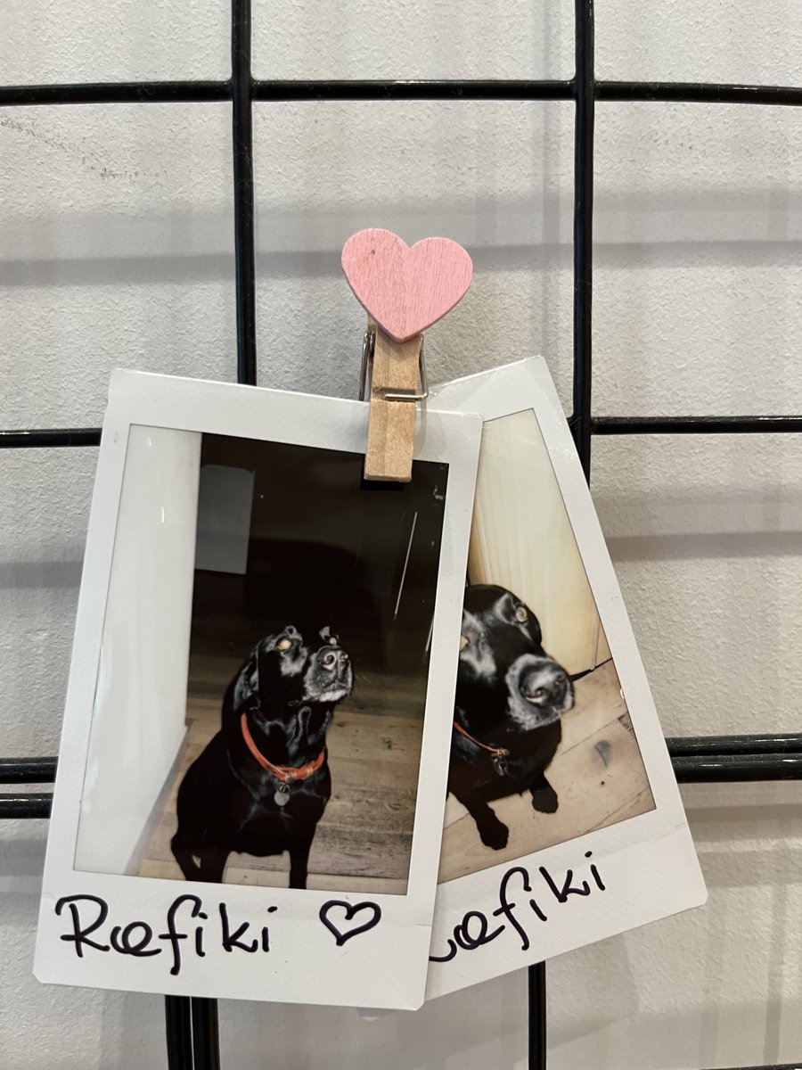 StuartWilsonRPI's tweet image. Back to back Client meetings ⁦@RPInsight⁩ ⁦@themcggrp⁩ for Rafiki took its toll but now he is the ⁦@WeWork⁩ pin up boy he will have to up his game! There is no rest for #labradorrecruitment