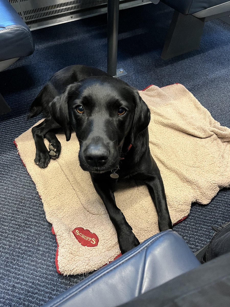 StuartWilsonRPI's tweet image. Back to back Client meetings ⁦@RPInsight⁩ ⁦@themcggrp⁩ for Rafiki took its toll but now he is the ⁦@WeWork⁩ pin up boy he will have to up his game! There is no rest for #labradorrecruitment