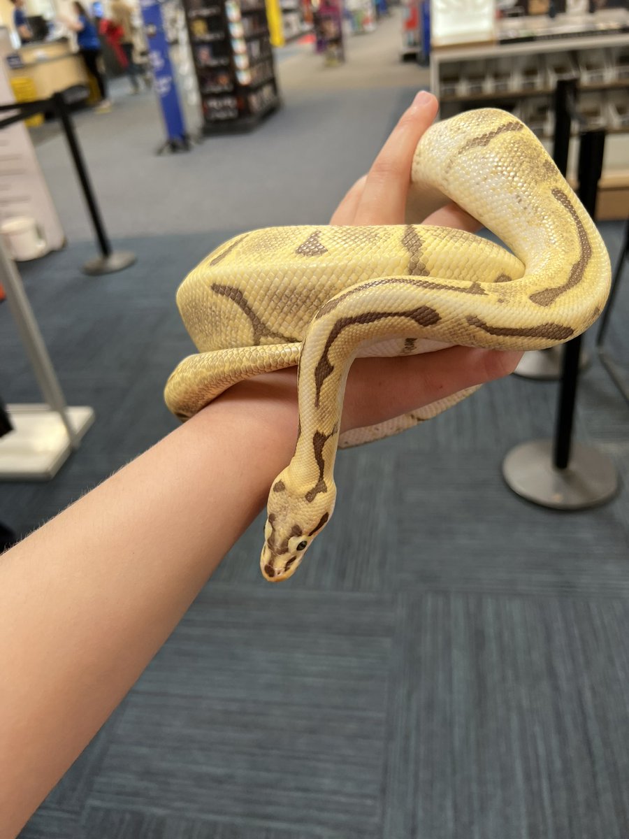 LGrandrapids's tweet photo. A little lad came to visit today! Ashley from Geek Squad brought him in, his name is Ravioli! I love when pets come to Best Buy, especially the scaly ones 💜 https://t.co/faIEeVVLH8