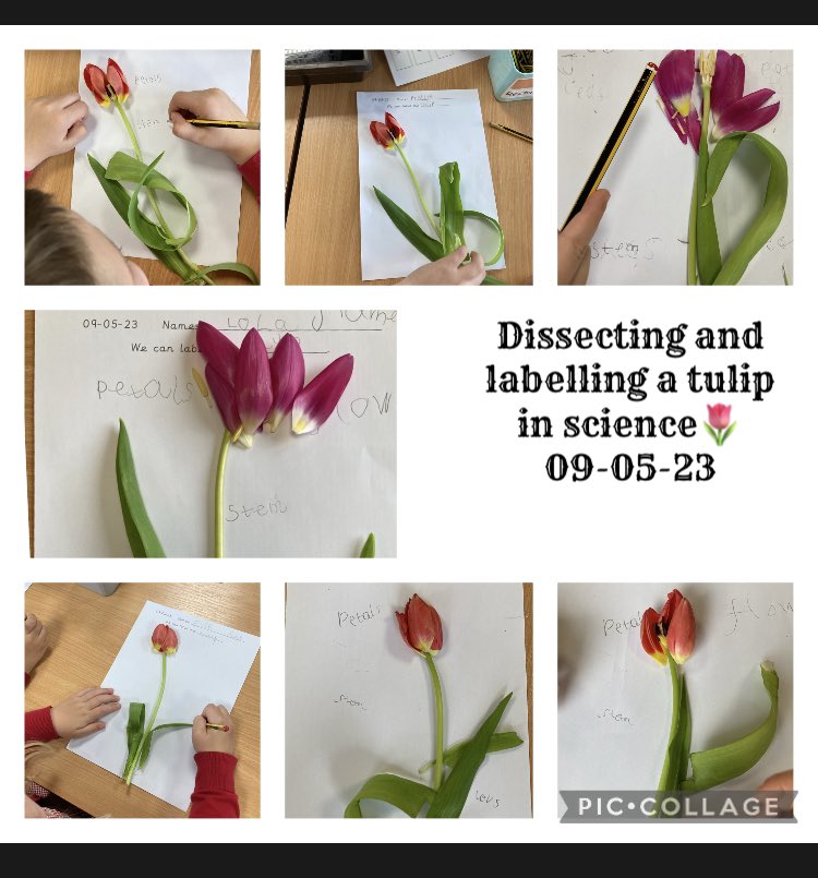 AnParkInfants's tweet photo. Today in Year 1 the children enjoyed being scientists dissecting a tulip 🌷 and labelling the different parts of a flower #apiclass3and4 #futurebotanist #observationovertime https://t.co/6RcGMVa46G