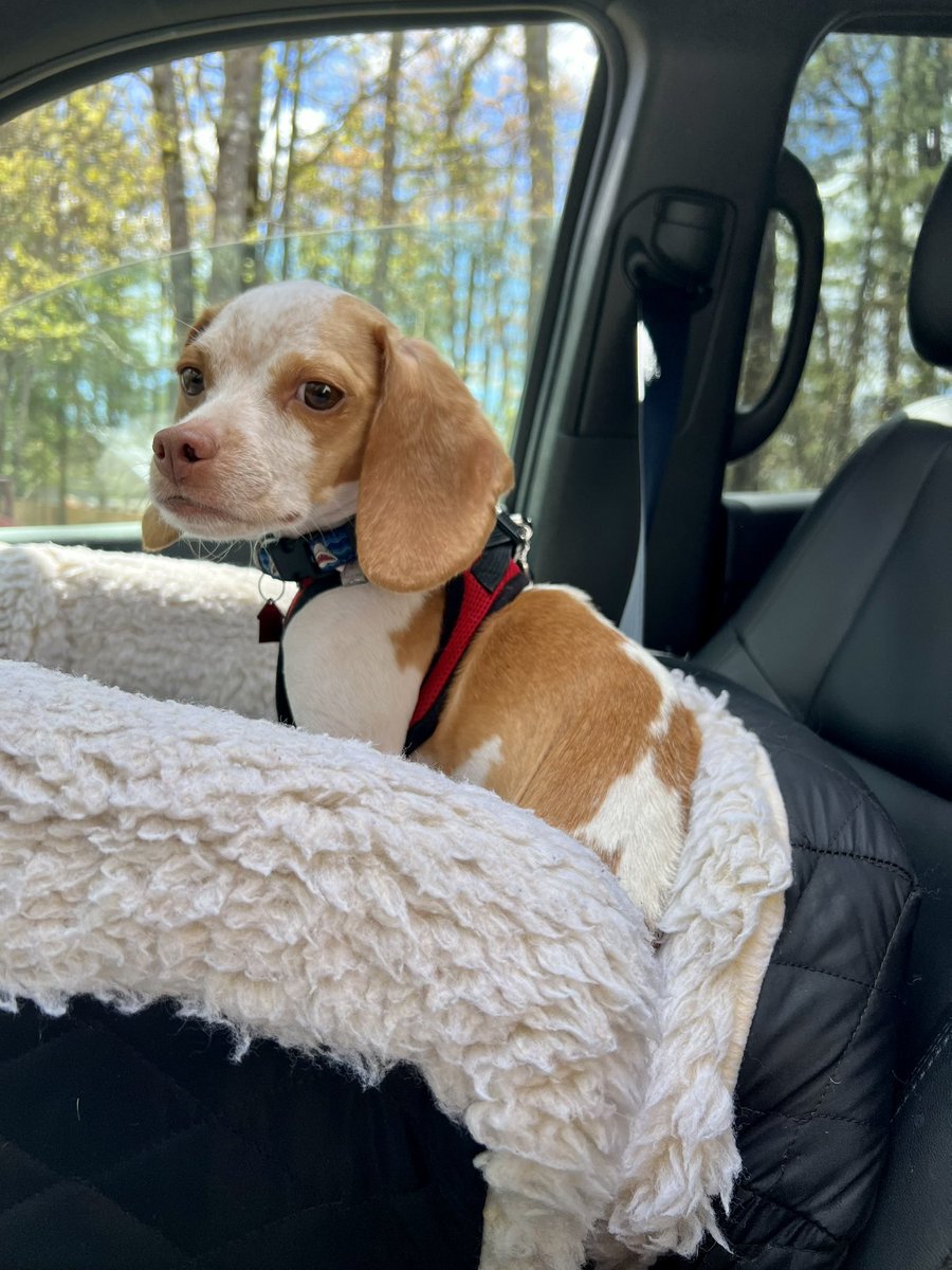 LemonBeagleBeau's tweet photo. Anyone else have a nice comfy car seat? Makes me want to nap. #carrride #heckcancer #livingmybestlife #pocketbeagle #lemonbeagle #beagle #dogsoftwitter https://t.co/V1D67jrGS6
