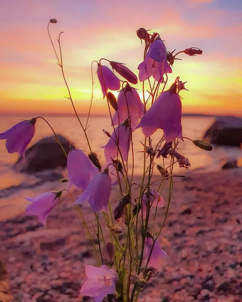 Hi y’all 😘 Musk says he’s purging inactive accounts, so I’m here 😅 Hope all is well with y’all 🧚🏻 #May2023 🌼🍀💓