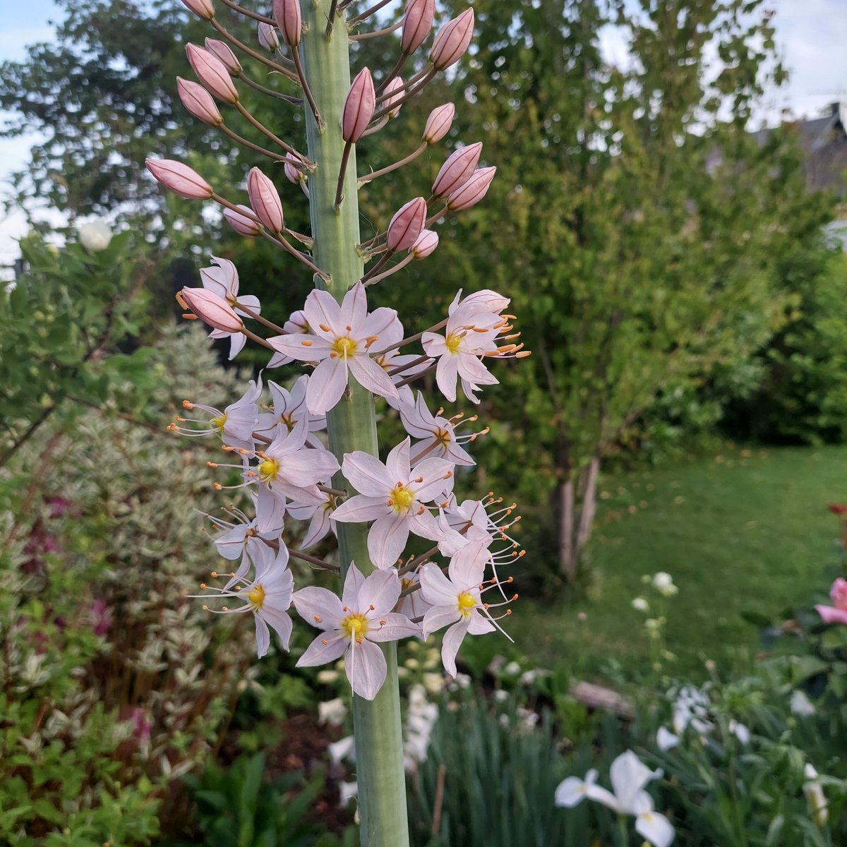 l_puck's tweet photo. Someone is starting to flower!!! It's like Xnas morning for me @FarmerGracy #eremurus #GardenersWorld #GardeningTwitter https://t.co/ZOq4N9kBjA