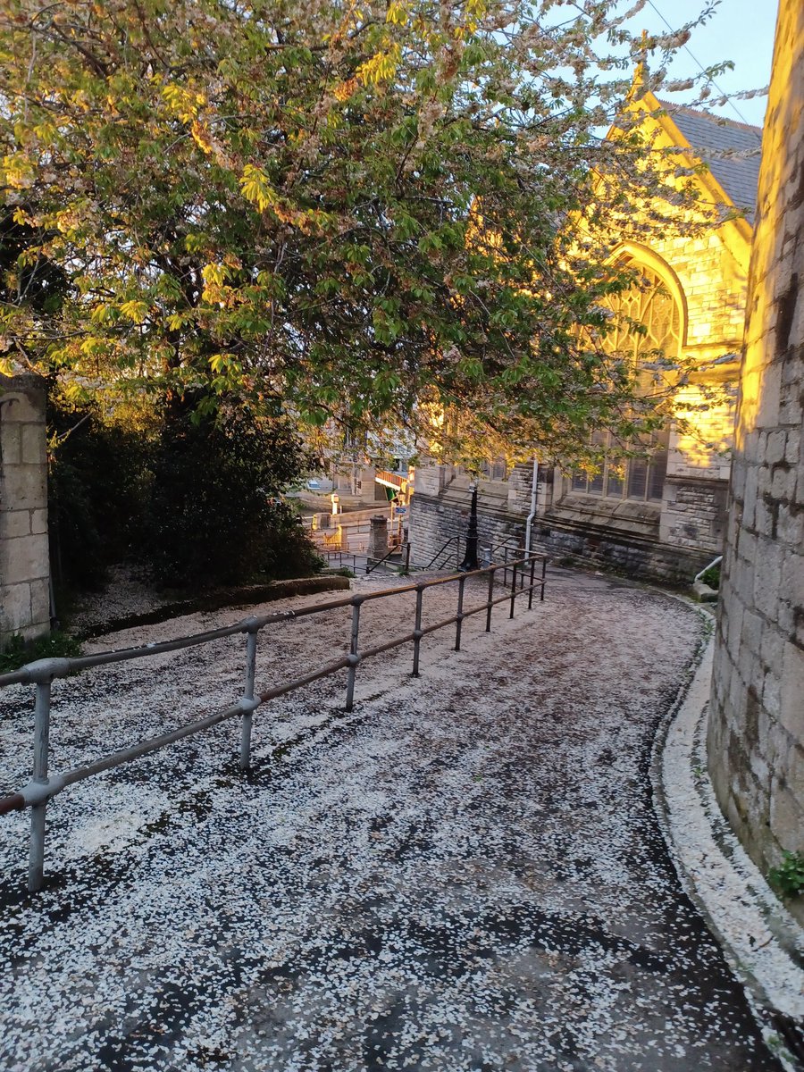 Pam O' Shea (@pamoshea4) on Twitter photo Snow in May this evening while dog walking 🫢then realised petals from an apple blossom tree <a href="/LoveWeymouth/">Love Weymouth</a> ❤️ Snow in May this evening while dog walking 🫢then realised petals from an apple blossom tree <a href="/LoveWeymouth/">Love Weymouth</a> ❤️