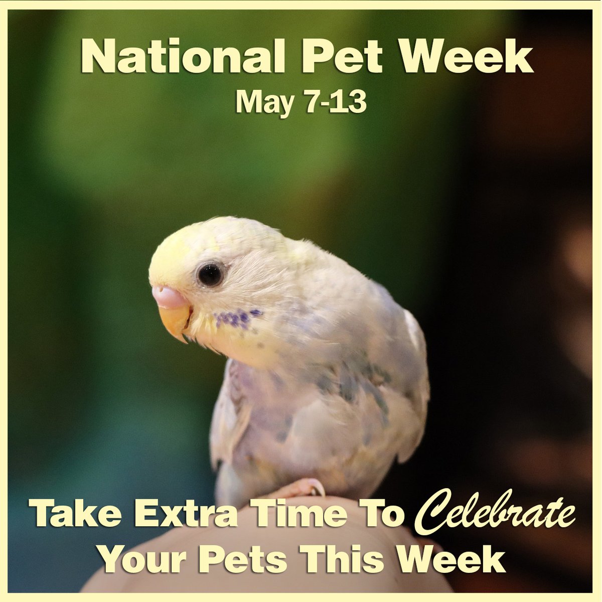 FMBrownsSons's tweet photo. Since it's #NationalPetWeek, celebrate your furry or feathered family with our various lines of food and treats! https://t.co/7qb7pN9AHU
#FMBrown #SmallAnimal #PetBird #Parakeet https://t.co/YCiFvniBM4