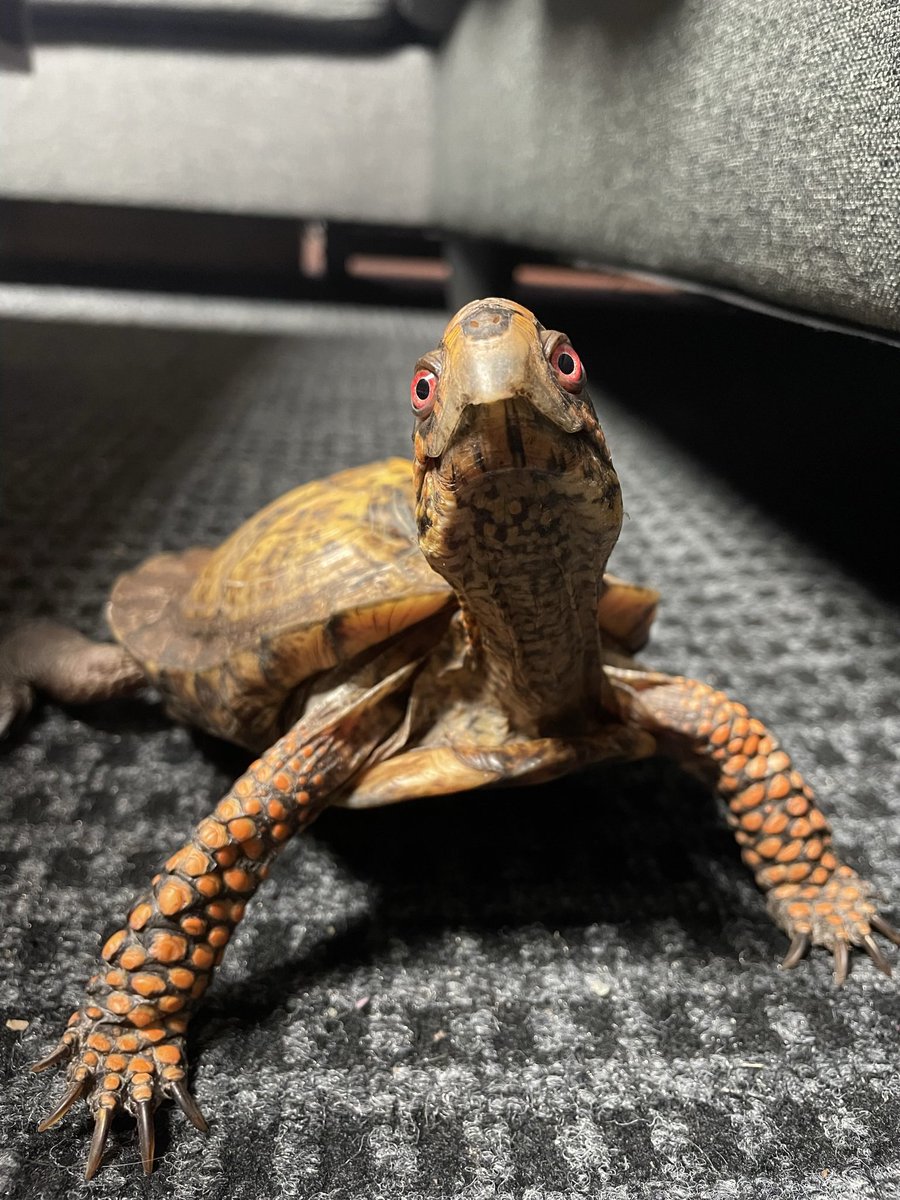 Siezaboo's tweet photo. @ProfessorUMD I feel like my Mr. T would make a great mascot for UMD! 😂 https://t.co/LMnjhOkeN0