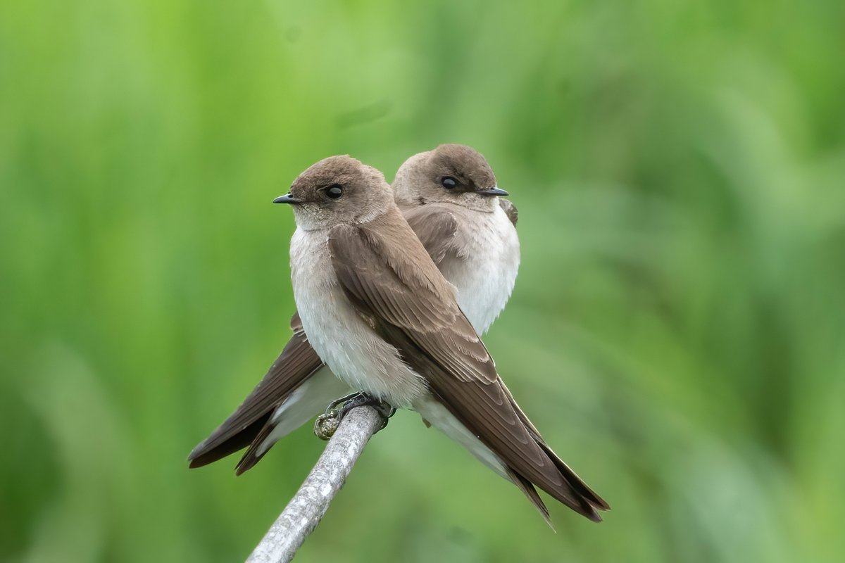 The weather last weekend at Colony Farms wasn't the best but the birds sure were. All the swallows showed up while I wasn't looking, including this pair of Northern Rough-Winged.