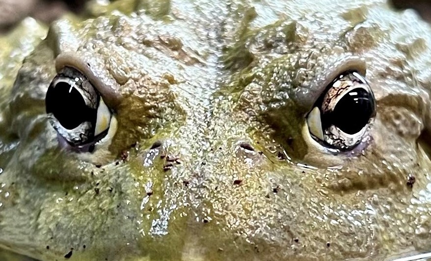 Alveus Sanctuary tweet media