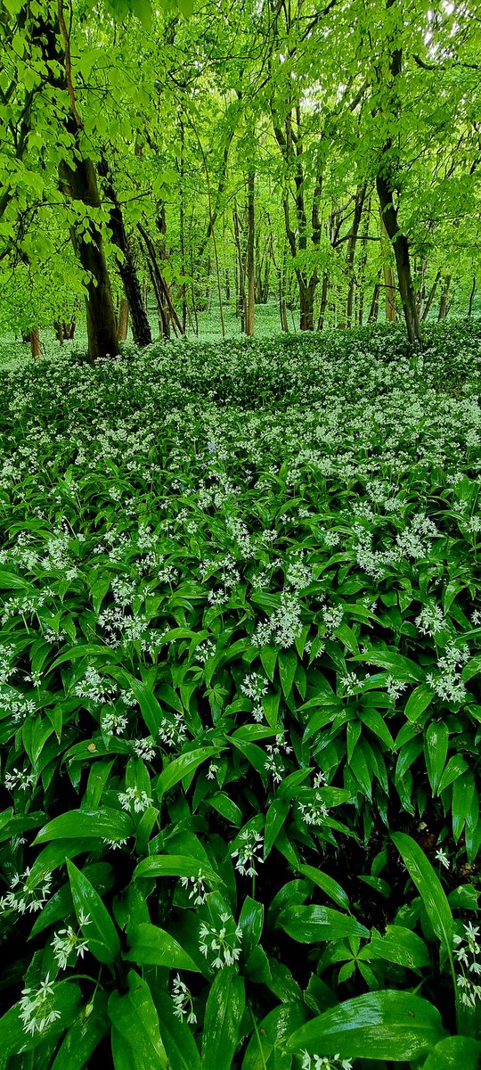 Ransoms carpet a very large area of Woldingham School woods wild garlic @WoldinghamSch @ExploreSurreyUK @Surrey_Botany @SurreyHillsAONB smells nice though