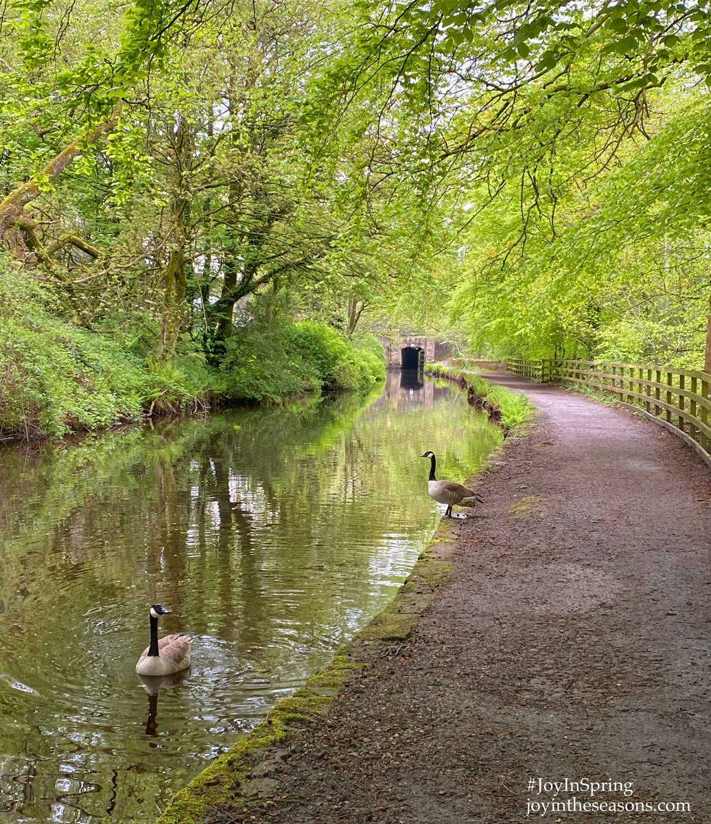 JoyInTheSeasons's tweet image. #JoyInSpring ~ soothing green 💚
