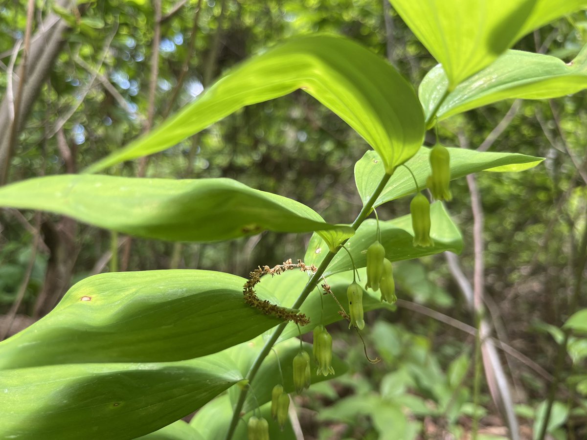 LVCEnvi's tweet photo. Jake Beidler (ENVI ‘23) took a break studying for their last final by helping Dr Becker and Dr Urban collect data on spring ephemerals in the Research Preserve. After Jake graduates this weekend, they’re headed to grad school at SUNY ESF! Congrats Jake! #LVCEnvi #LVC2023 https://t.co/BY4MUhmMX3