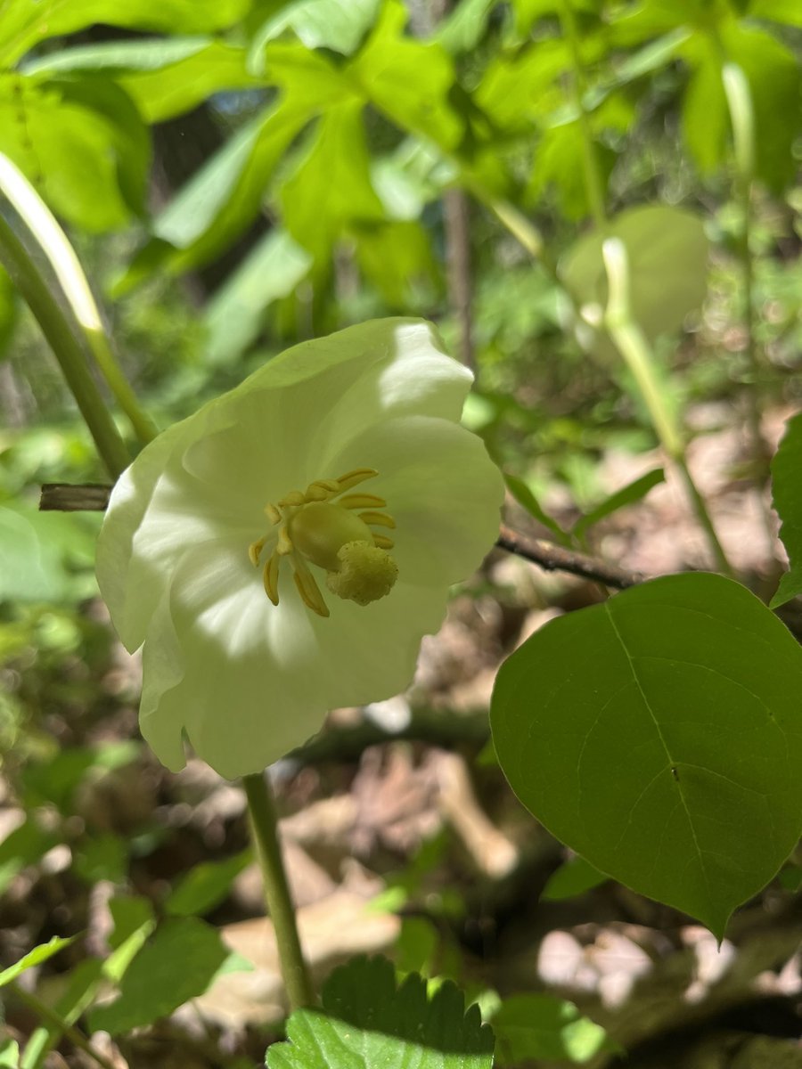 LVCEnvi's tweet photo. Jake Beidler (ENVI ‘23) took a break studying for their last final by helping Dr Becker and Dr Urban collect data on spring ephemerals in the Research Preserve. After Jake graduates this weekend, they’re headed to grad school at SUNY ESF! Congrats Jake! #LVCEnvi #LVC2023 https://t.co/BY4MUhmMX3