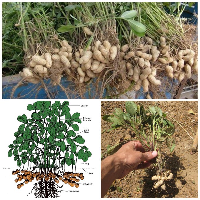 gominolasdpetro's tweet photo. Los cacahuetes crecen bajo tierra (ya lo indica su nombre científico: "Arachis hypogaea") y no son frutos secos, sino legumbres. Por eso en las listas de alérgenos estos grupos de alimentos van por separado https://t.co/kyi88SEvZH