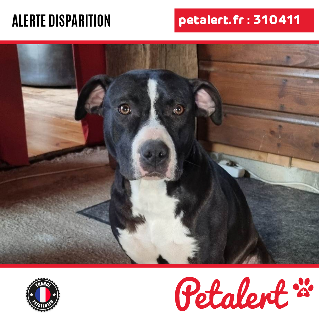 petalert_france's tweet photo. Disparu #Chien #Gard #Redessan #Petalert  #PetAlert30 / https://t.co/uFhseVPydt https://t.co/geBevnwYxM