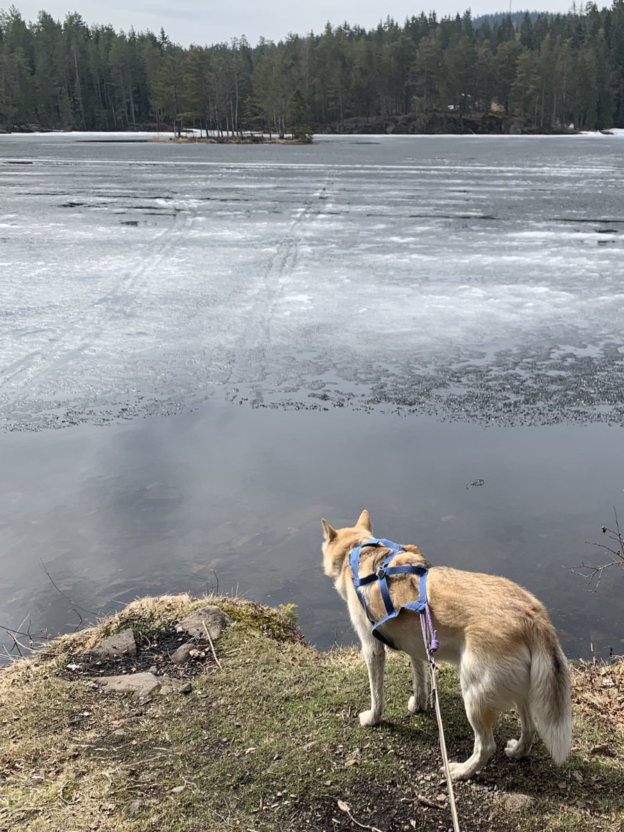 Harald Østgaard Lund tweet media