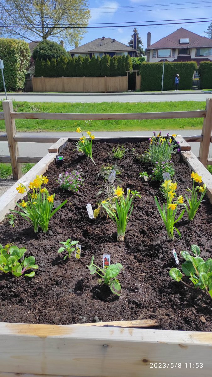 RCD_Richmond's tweet photo. This is what it looks like after 3 on-site visits and working at the garden, by RCD Gardening Club
#communitygardens #accessiblegardening #gardeningforall #accessibleplantingplot #peoplewithdisabilities #richmondcentrefordisability https://t.co/U8rFKxs38h