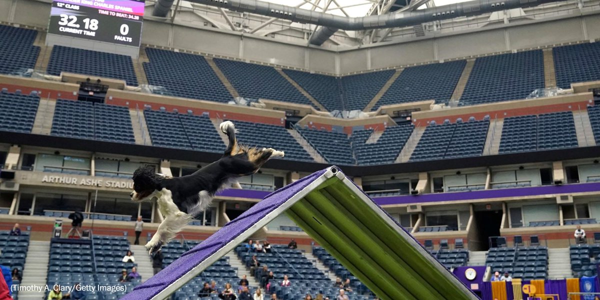 The Washington Post on Twitter "The 147th Westminster Kennel Club dog