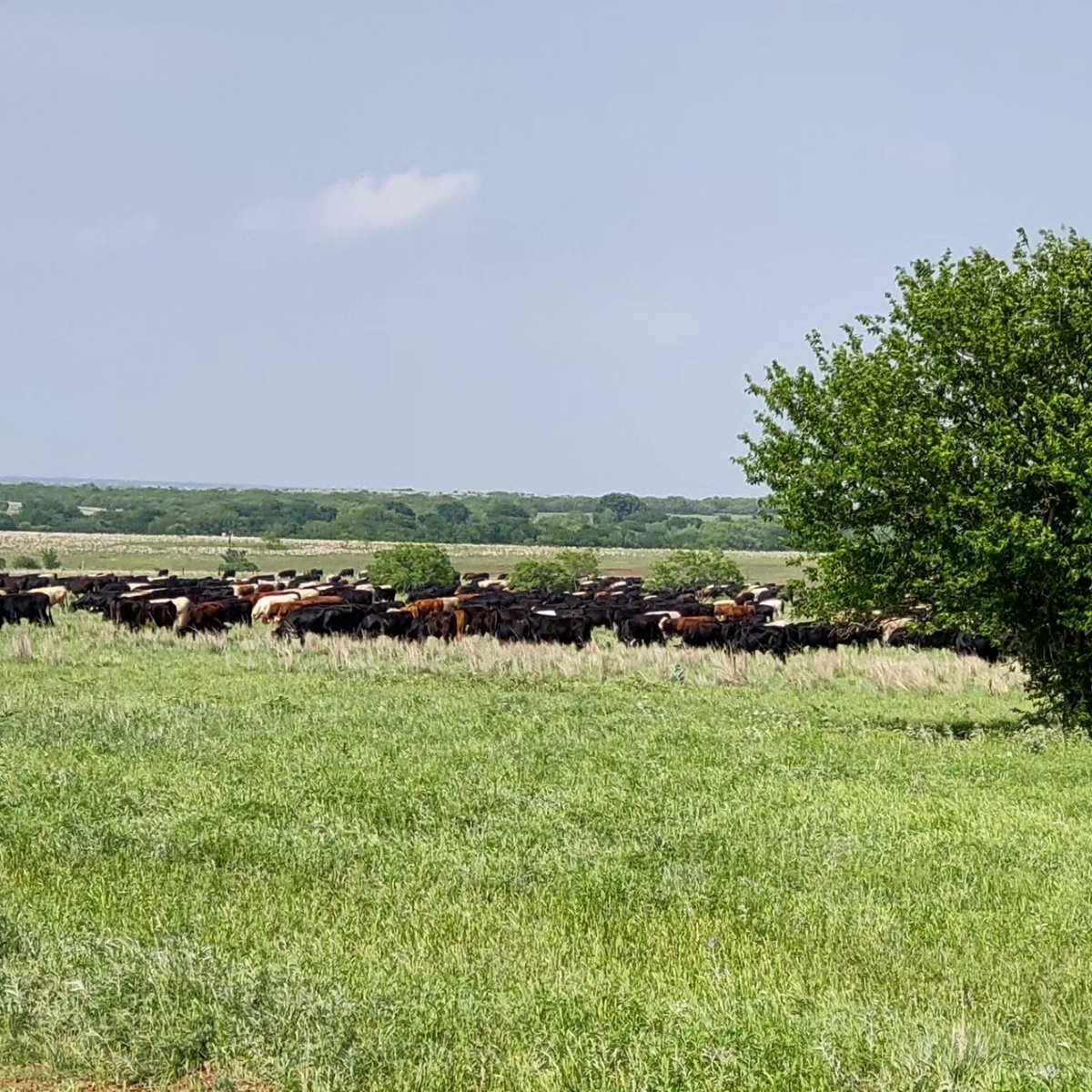 Makera Cattle Co. tweet media