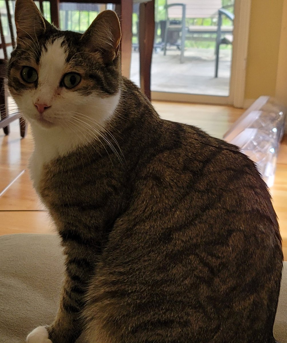 stefonmears's tweet photo. Reminder, we're now under 33 hours left to get the Catitude Storybundle.
https://t.co/tLSymcGKcZ

Khaavren says you should check it out. https://t.co/z5oB6HLz8w