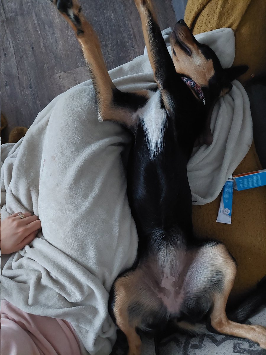 I like dis fut shaped hed rest dat extends from der sofa, fanx mum #dogsoftwitter