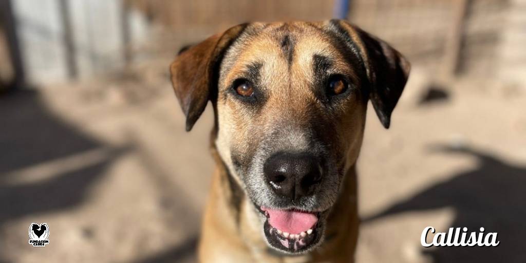 Callisia esta esperando una familia 😍

Esta peluda llego de un allanamiento, es muy dulce y le encantan los ratitos de calma y mimos en las orejas.

¿Querés conocerla? Escribinos 📩

#FundacionGarra #GarraAdopciones #Dogs #Adopta #Nocompres #Familia #Amor #mascotas