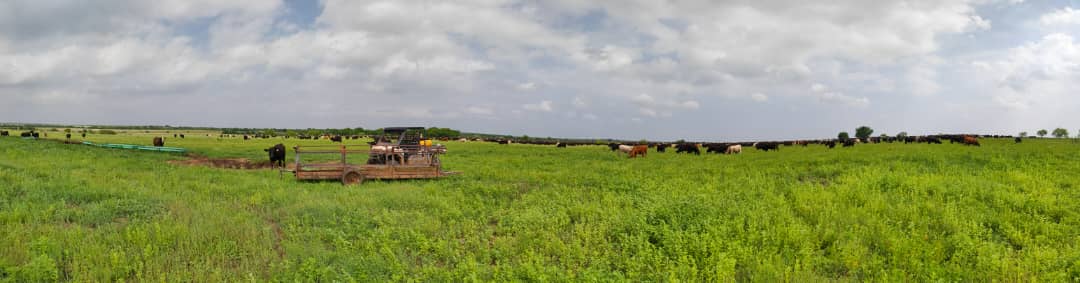 Makera Cattle Co. tweet media