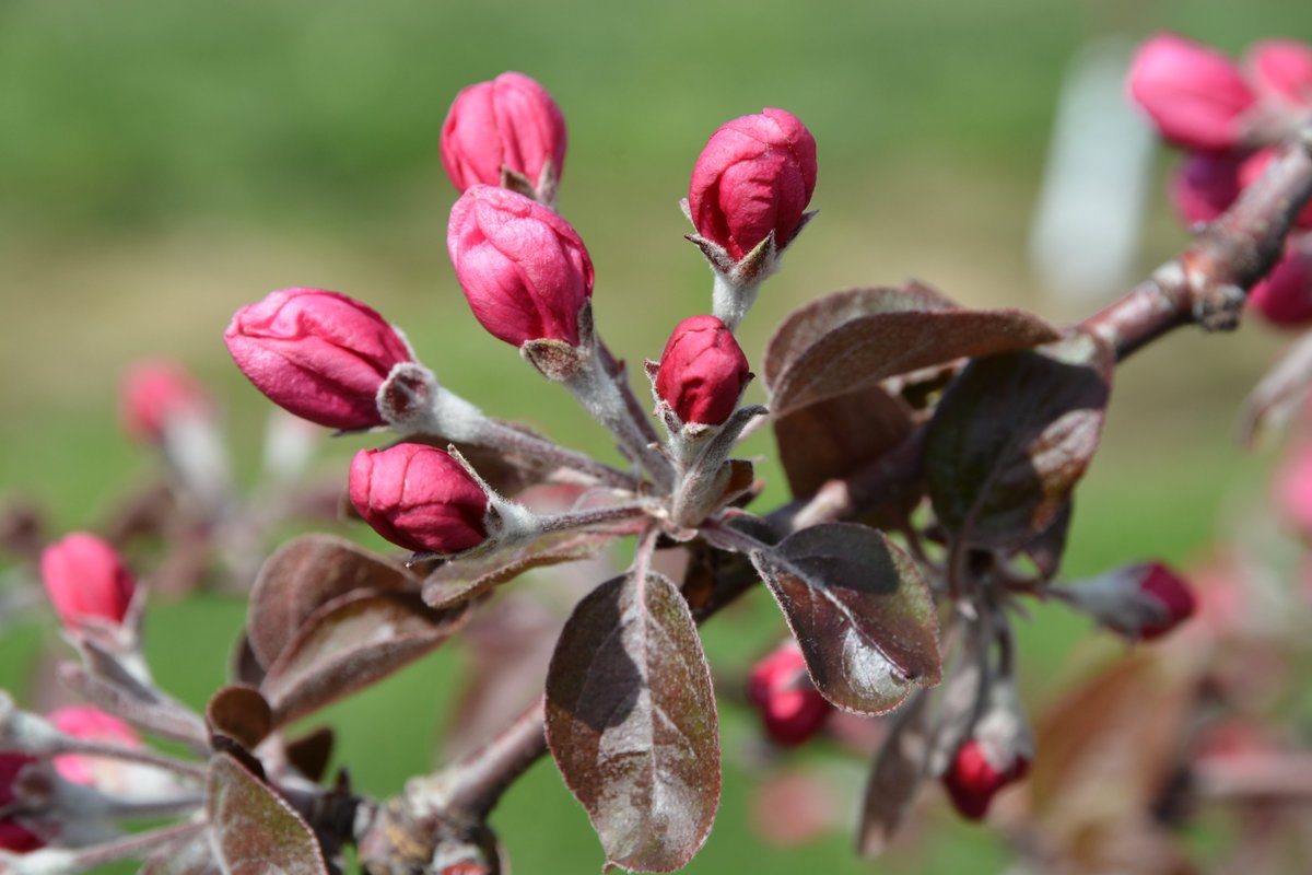 I never tire of watching the flower buds develop each spring, and transition through the stages of bloom, fruit set and fruit development. These are images of Providence, a red-flesh apple reaching full bloom. Not the red leaves, bark, and crimson red flowers. A small miracle.