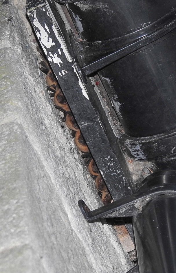 crestiesam's tweet photo. My adorable little house guests! They certainly look like Pipistrelles! 🦇
#bats #batroost #batparty https://t.co/XjYcN0uQ3Q