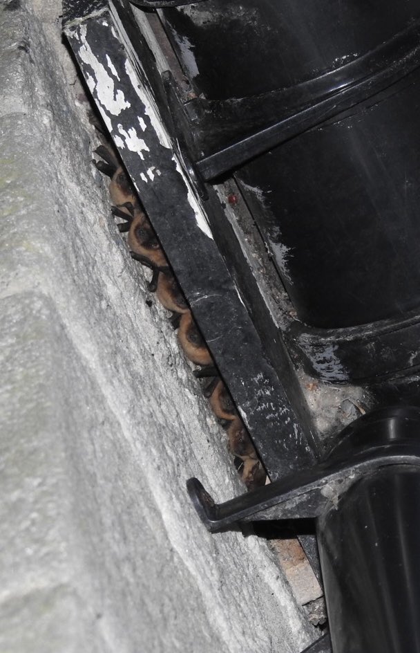 crestiesam's tweet photo. My adorable little house guests! They certainly look like Pipistrelles! 🦇
#bats #batroost #batparty https://t.co/XjYcN0uQ3Q