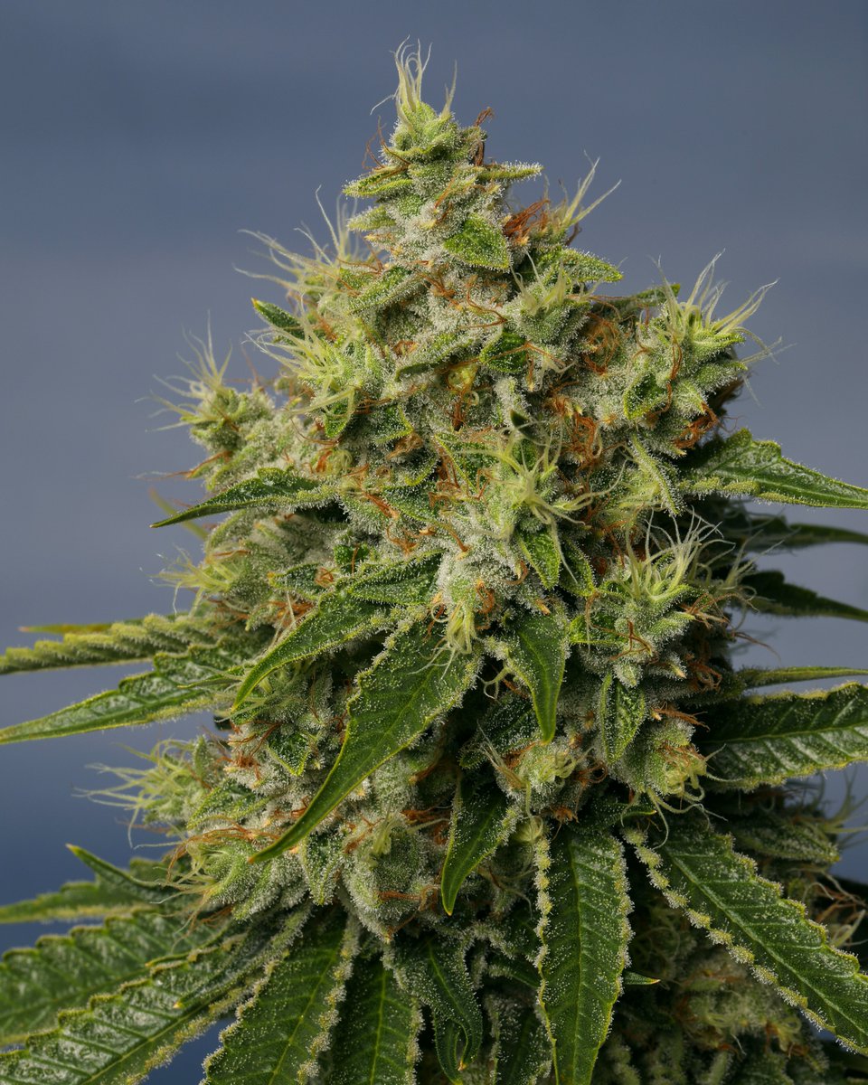 This week’s harvest features a house favorite, Scoops of Chem 🧪

A heady cross of 2 Scoops x FreeWorld Chem, Scoops delivers on flavor, aroma and looks. Heavy trichome coverage with notes of sweet sherbet and funk, this cultivar doesn’t miss 🍃