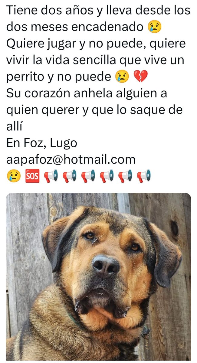 SilviaMylo's tweet photo. Tom sigue sin nada 😢
Por favor lleva atado desde bebé y tiene dos años, las 24 horas del día 😢 💔
La dueña lo cede ‼️
Ayuda por favor 🙏 https://t.co/ZI3vuwUsRF