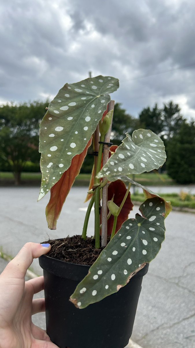 bigevilbug's tweet image. 