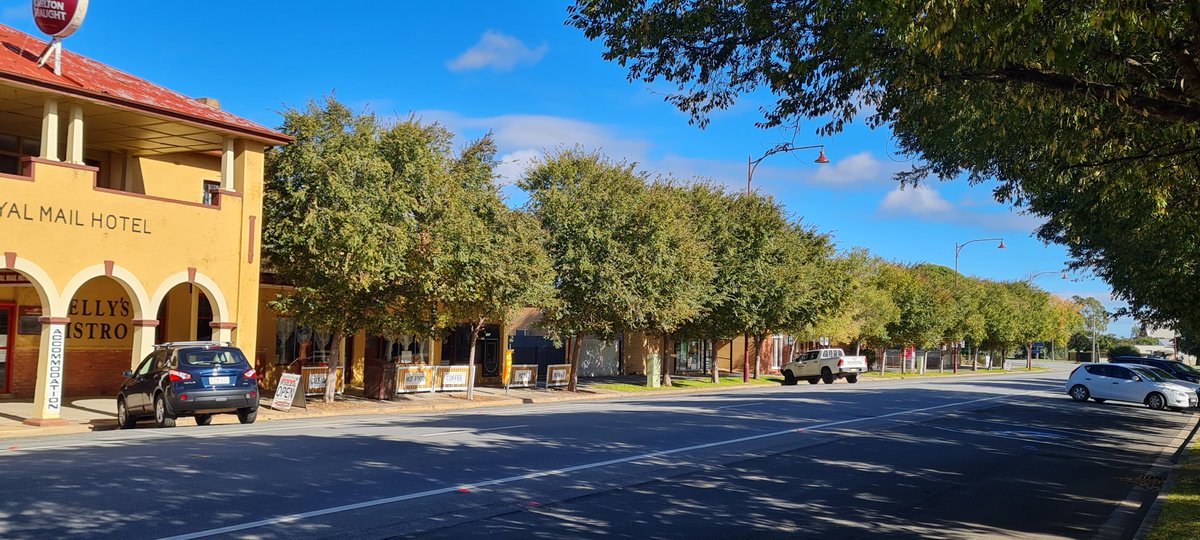 StuartWilliams_'s tweet photo. Chinese elms (Ulmus parvifolia) in #Jerilderie. A tree native to China, Vietnam, South Korea, Japan and Taiwan
#StreetTrees #Ulmus #Ulmaceae https://t.co/Hkj0eanxjd