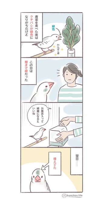 最近青菜を食べた後の1号のわんぱく感がすごい
#文鳥 
#4コマ漫画 

*過去作ダウンロードできます!(固定ツイート参照) 