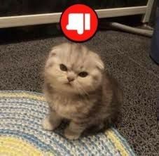 MorganF08311403's tweet photo. Perdió EG gente, PIPIPIPIPI 😞
Report Pakazz plz #Dota2 #LimaMajor #EG #dota2player #moba #TI11: #ESLOne #TI10
Original: GDavid_53D https://t.co/CVCfHIJdop