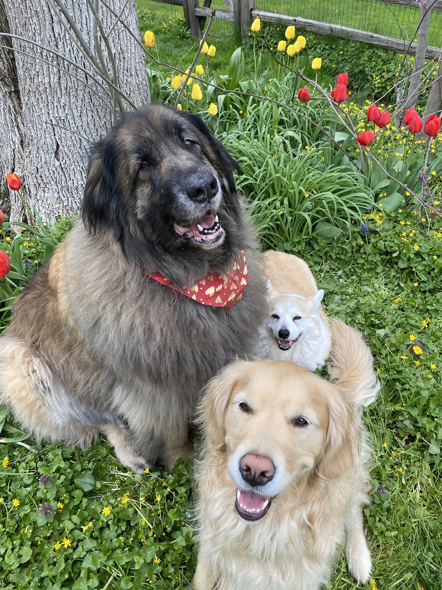 rinfeet's tweet photo. #BestAtHomeContest #WestminsterDogShow https://t.co/B8Q95K6aHK