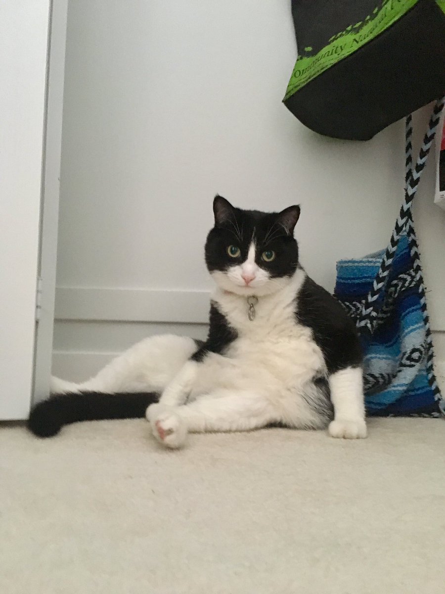 Ototoi_Jace's tweet photo. Have you seen Ototoi? #missing_cat #CatsOfTwitter #meow #CatsLover #cats https://t.co/zD2VNz7XY5