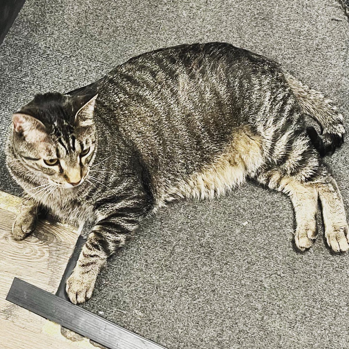 GARetro's tweet photo. It’s Caturday. You know what that means. 
Kirk has been adopted; now it’s time to introduce you to Niko! This 6-year-old handsome man is curious, independent, and comes pre-loaded with his very own case of osteoarthritis. https://t.co/DCxmRQHMoi