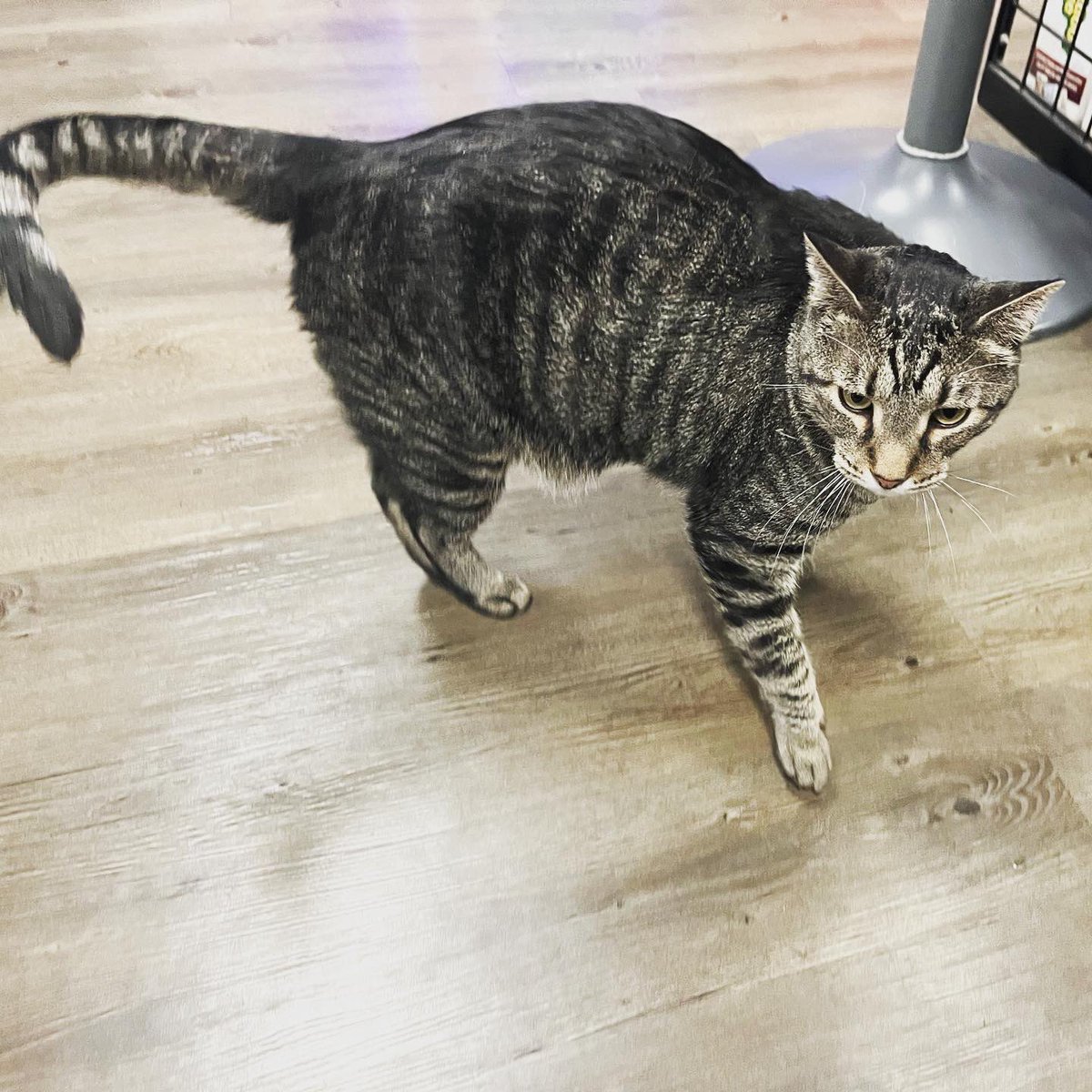 GARetro's tweet photo. It’s Caturday. You know what that means. 
Kirk has been adopted; now it’s time to introduce you to Niko! This 6-year-old handsome man is curious, independent, and comes pre-loaded with his very own case of osteoarthritis. https://t.co/DCxmRQHMoi