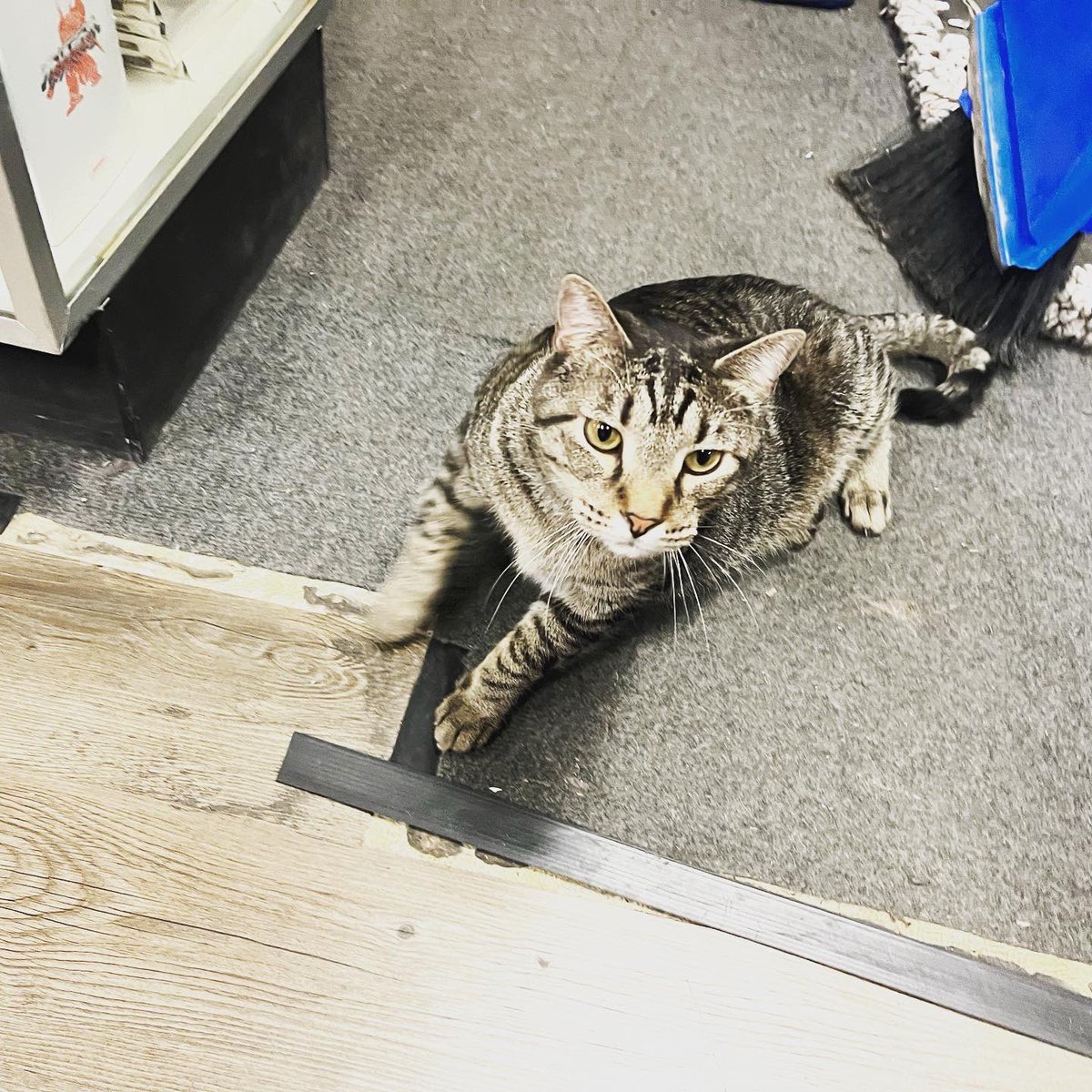 GARetro's tweet photo. It’s Caturday. You know what that means. 
Kirk has been adopted; now it’s time to introduce you to Niko! This 6-year-old handsome man is curious, independent, and comes pre-loaded with his very own case of osteoarthritis. https://t.co/DCxmRQHMoi
