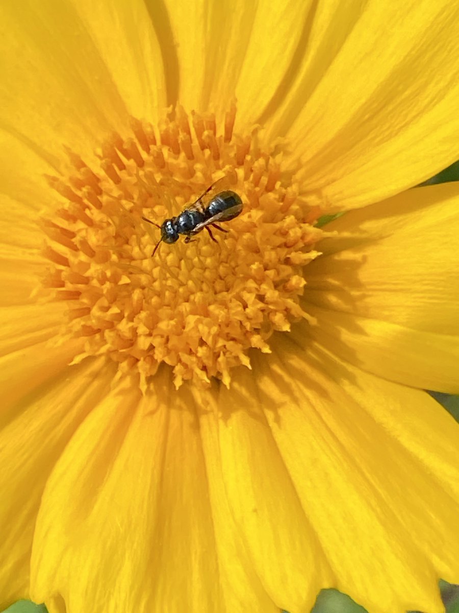 #wildbees #coreopsis