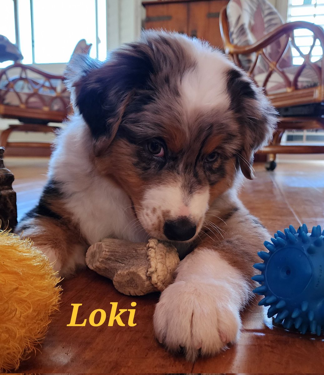 #AustralianShepherd LOKI at 2 1/2 months.