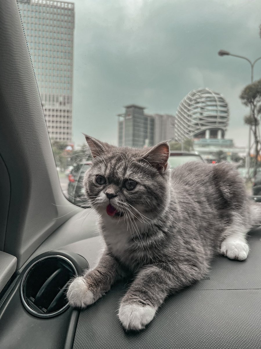 Adopsikucingtgr's tweet photo. 🐱 adopt kucing 📍Tangerang

• Kucing sangat sehat dan aktif bermain
Yang minat DM💌

INCLUDE
👇🏼

+ OBAT KUTU
+ MAINAN GARUKAN KUCING
+ DRYFOOD “ROYAL CANIN”
+ LITTER BOX, TEMPAT MAKAN
+ SUDAH VAKSIN
+ TAS RANSEL/TRAVEL BAG KUCING https://t.co/mM9iJ9H353
